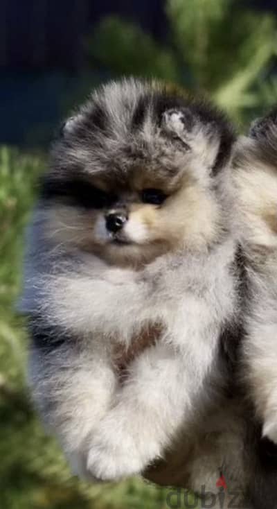 Pomeranian from Russia