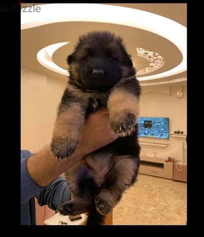 pure german shepherd for sale