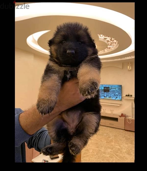 pure german shepherd for sale 0