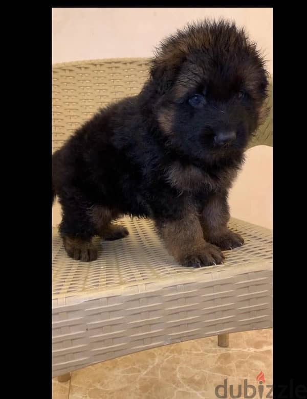 pure german shepherd for sale 1