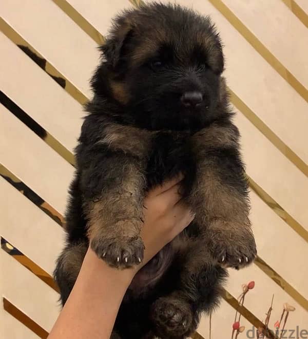 pure german shepherd for sale 2