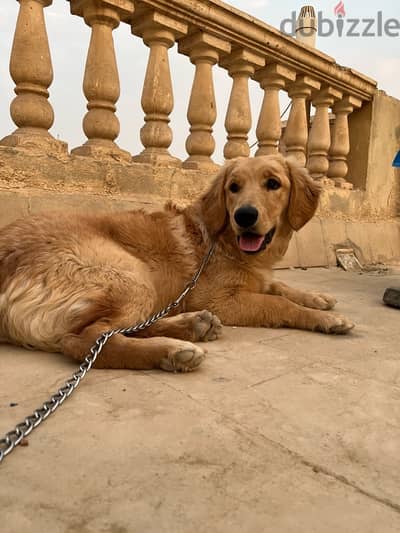 golden retriver جولدن ريتريفر