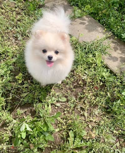 Pomeranian from Russia