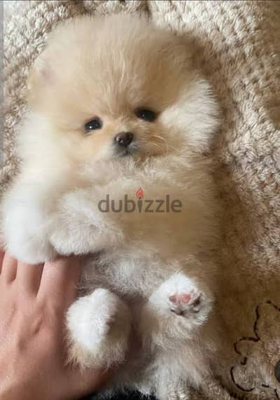 puppy Pomeranian