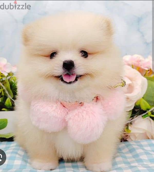 puppy Pomeranian 1