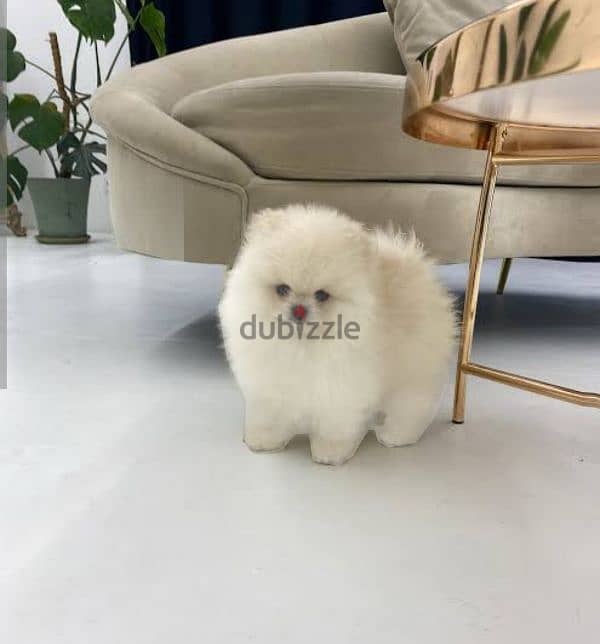 puppy Pomeranian 2