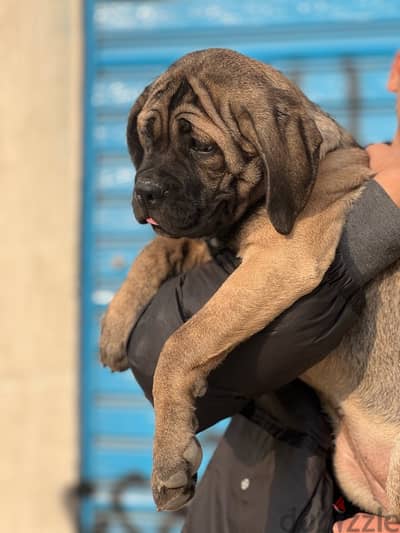 cane corso 75 day كين كورسو