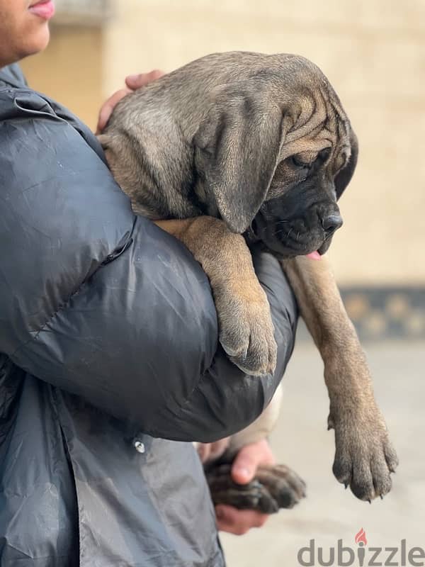 cane corso 75 day كين كورسو 1