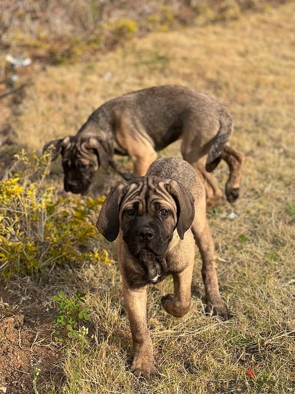 cane corso 75 day كين كورسو 2