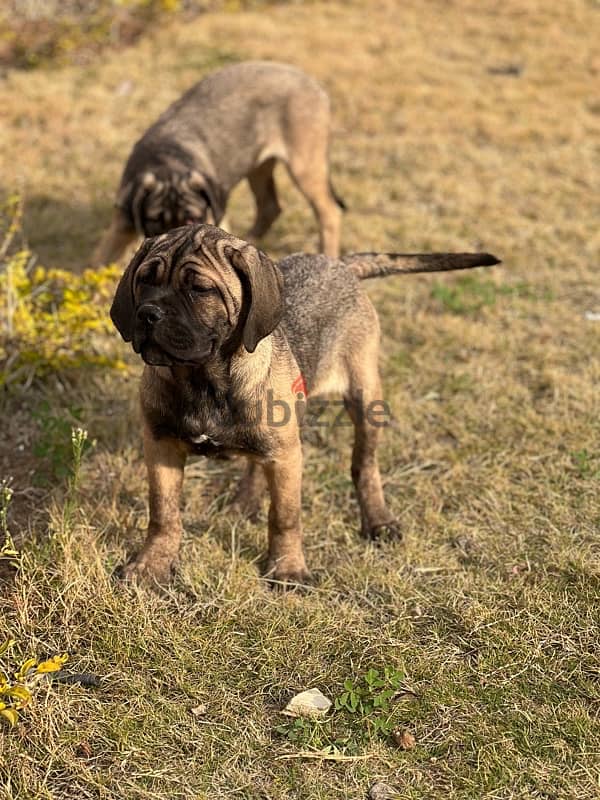 cane corso 75 day كين كورسو 3