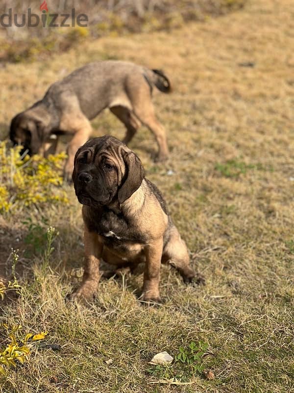 cane corso 75 day كين كورسو 4