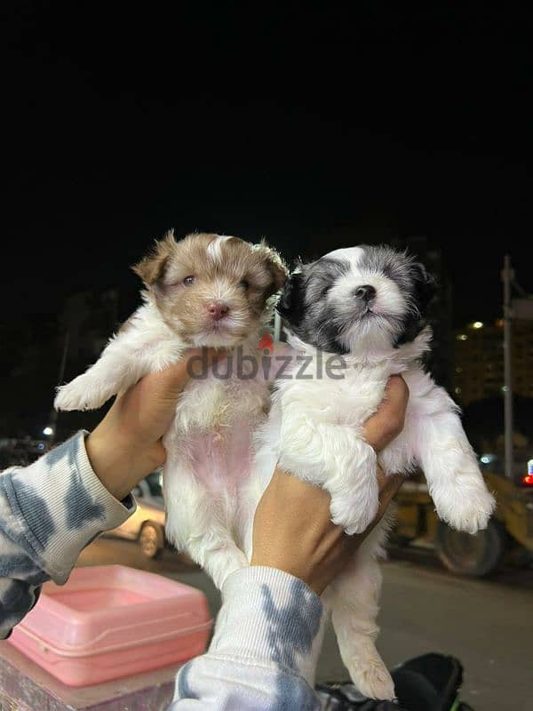 متاح احلى واجمل كلاب ميني جريفون الماني بيور الوان مميزه جدا 1