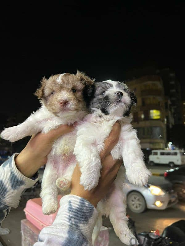 متاح احلى واجمل كلاب ميني جريفون الماني بيور الوان مميزه جدا 4