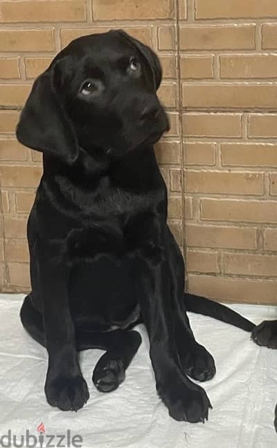 Pure English Female Labrador Retreiver Puppy