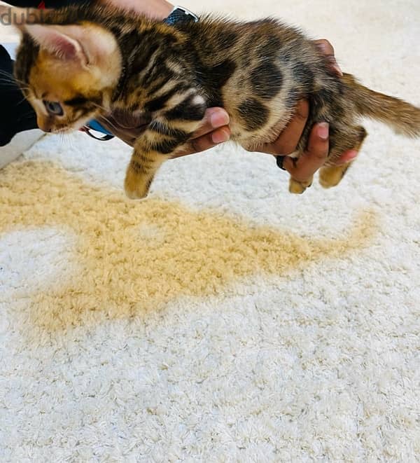 PURE BENGAL KITTEN قطة بنغالية 1