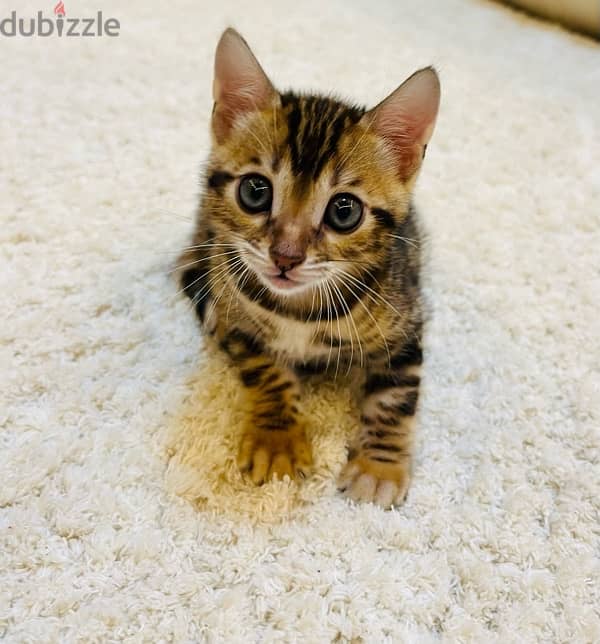 PURE BENGAL KITTEN قطة بنغالية 2