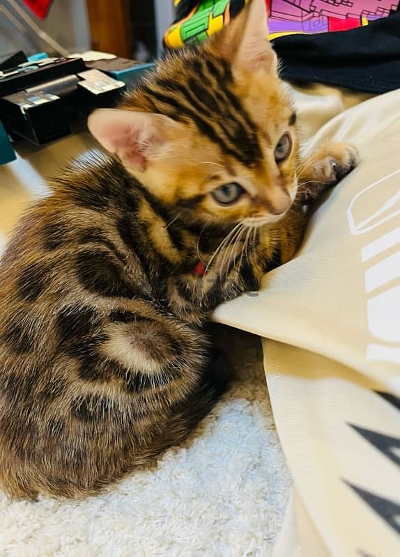 PURE BENGAL KITTEN قطة بنغالية 3