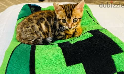 PURE BENGAL KITTEN قطة بنغالية