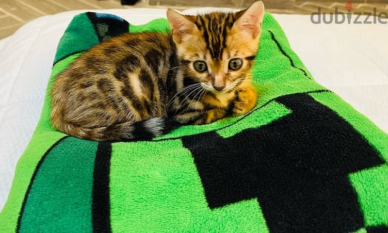 PURE BENGAL KITTEN قطة بنغالية 0