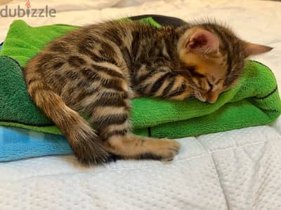 PURE BENGAL KITTEN قطة بنغالية