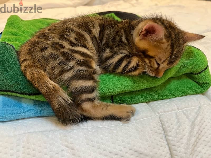 PURE BENGAL KITTEN قطة بنغالية 4