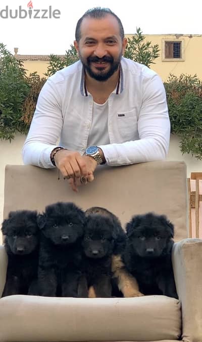 Royal black puppies اجمد جراوى رويال بلاك فمصر