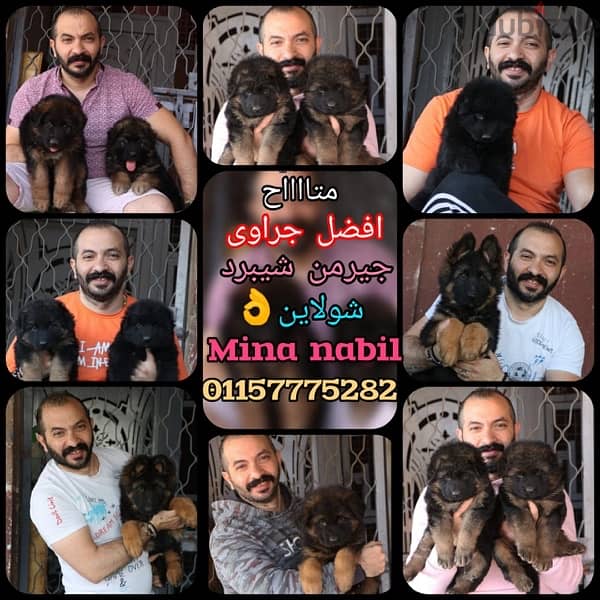 Royal black puppies اجمد جراوى رويال بلاك فمصر 3