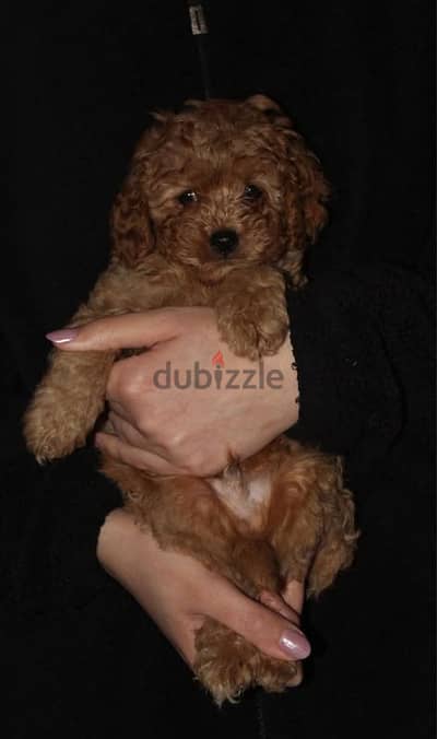 Cute Toy Poodle