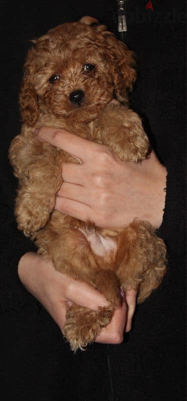 Cute Toy Poodle 1