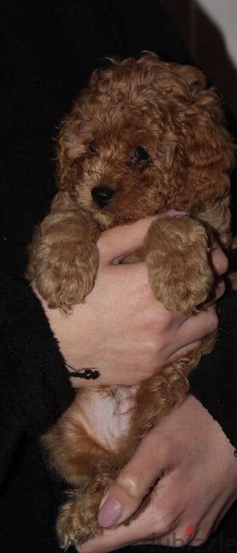 Cute Toy Poodle 2