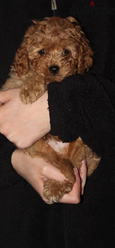 Cute Toy Poodle 3