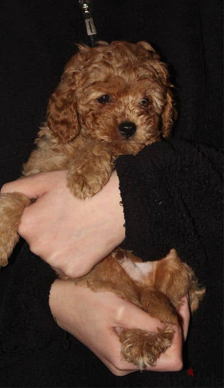 Cute Toy Poodle 4