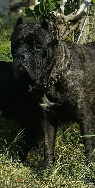 female cane Corso black brindle pedigree fci