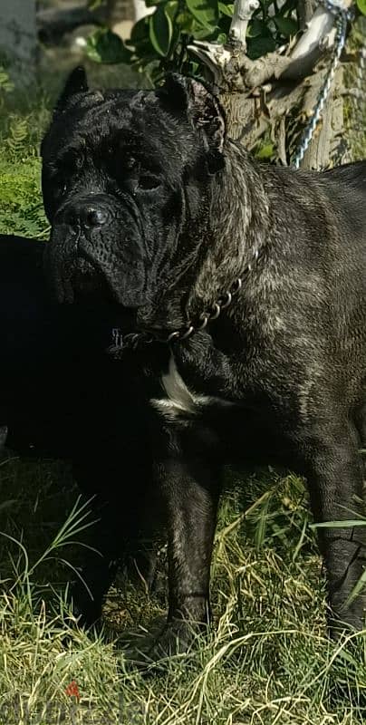 female cane Corso black brindle pedigree fci 0