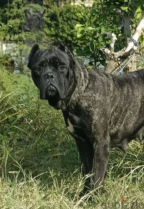 female cane Corso black brindle pedigree fci 1