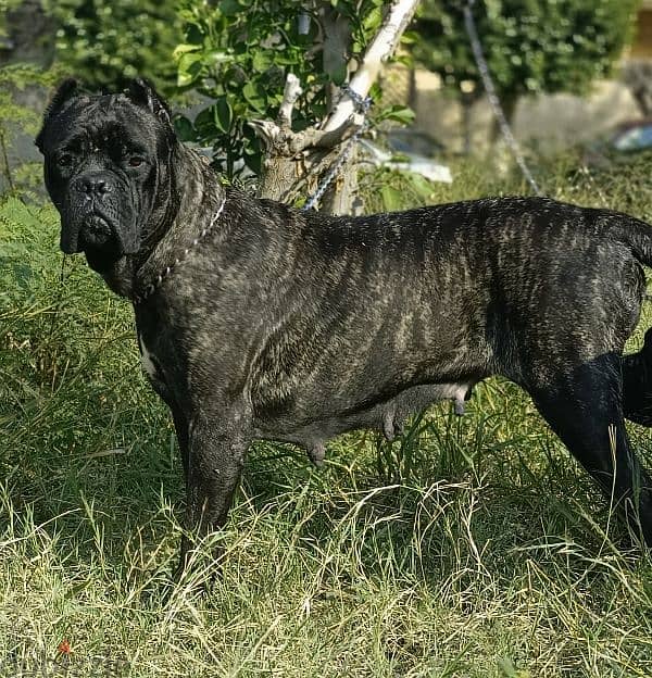 female cane Corso black brindle pedigree fci 2