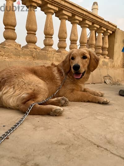 golden retriver جولدن ريتريفر