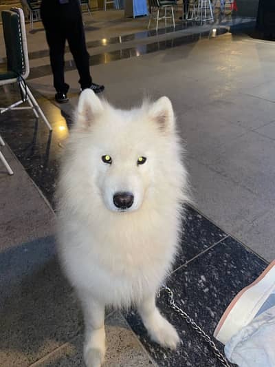 samoyed dog for adoption