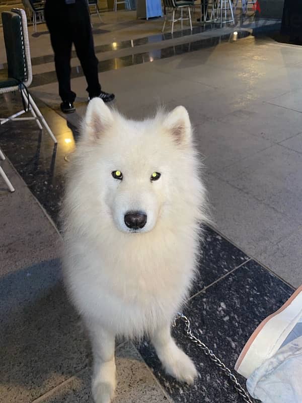 samoyed dog for adoption عايزه كلب للتبني يبقي سمويد 0