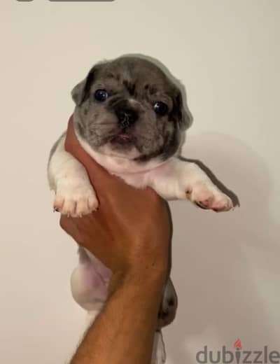 frensh bulldog puppies  فرينش بولدوج