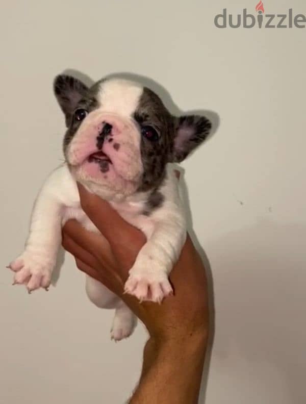 frensh bulldog puppies  فرينش بولدوج 1