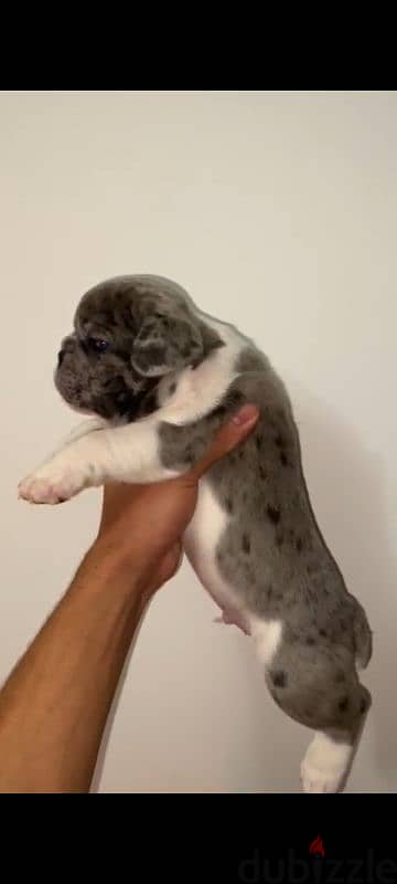 frensh bulldog puppies  فرينش بولدوج 2