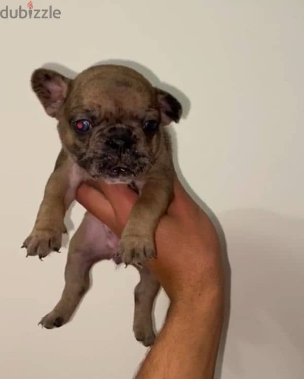 frensh bulldog puppies  فرينش بولدوج 3