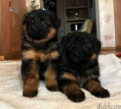 German shepherd puppies male female German جراوي جيرمن شيبرد ذكر انثي