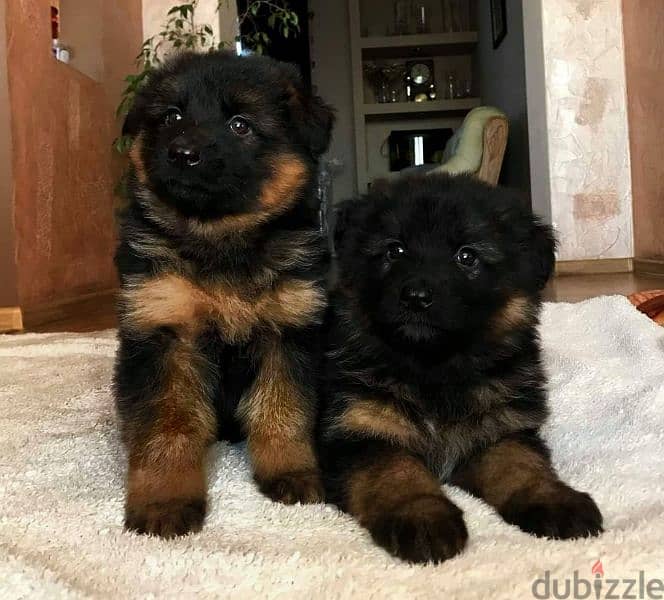 German shepherd puppies male female German جراوي جيرمن شيبرد ذكر انثي 0