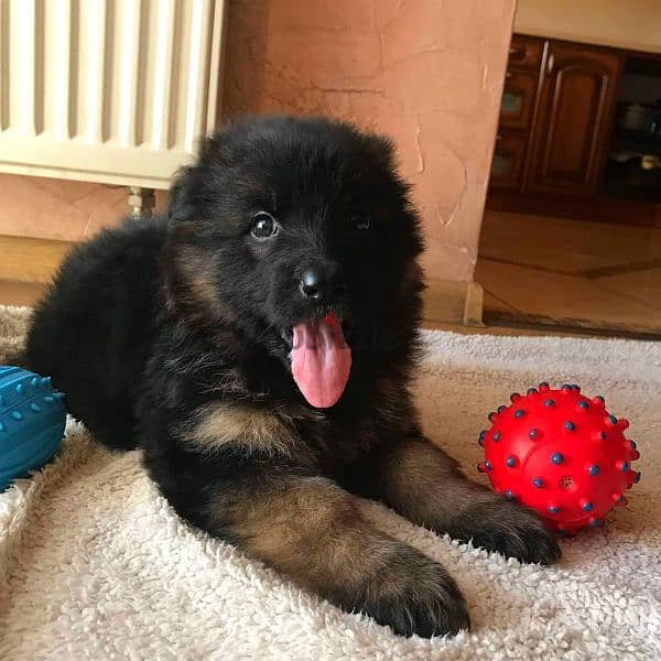 German shepherd puppies male female German جراوي جيرمن شيبرد ذكر انثي 1