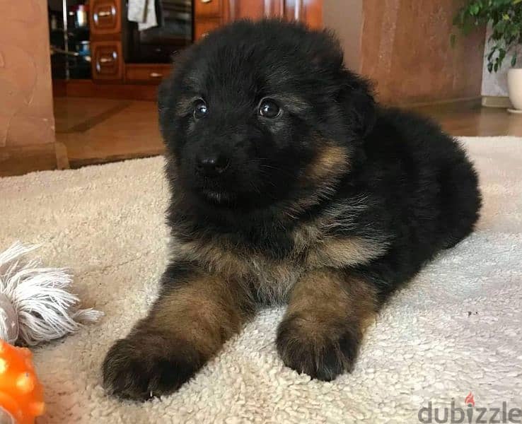 German shepherd puppies male female German جراوي جيرمن شيبرد ذكر انثي 2