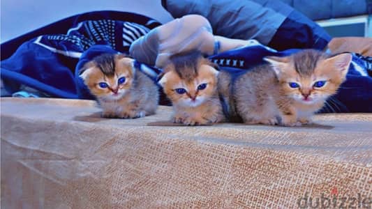 Scottish fold and straight kittens