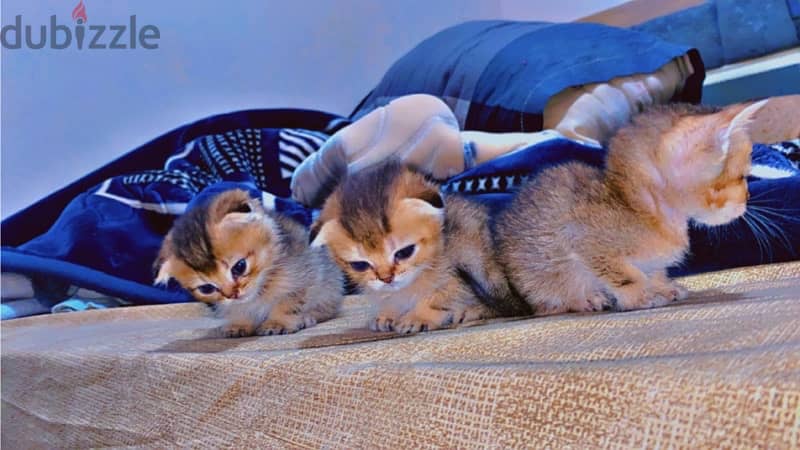 Scottish fold and straight kittens 1