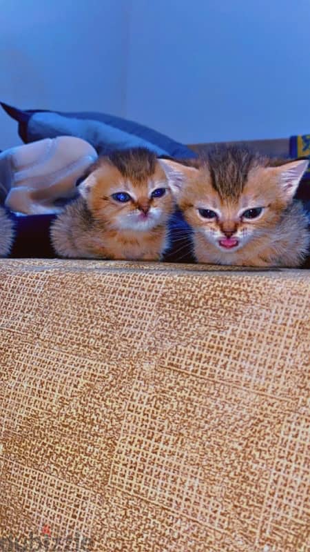 Scottish fold and straight kittens 2